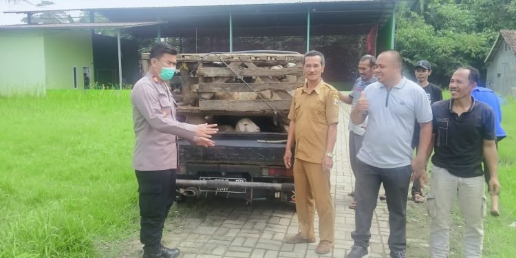 Menjelang Hari Raya Idul Adha 1443 H Kapolsek Rangkasbitung Polres Lebak Turun Langsung Monitoring Ke Pedagang Hewan Ternak Terkait Penyakit PMK