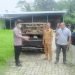 Menjelang Hari Raya Idul Adha 1443 H Kapolsek Rangkasbitung Polres Lebak Turun Langsung Monitoring Ke Pedagang Hewan Ternak Terkait Penyakit PMK