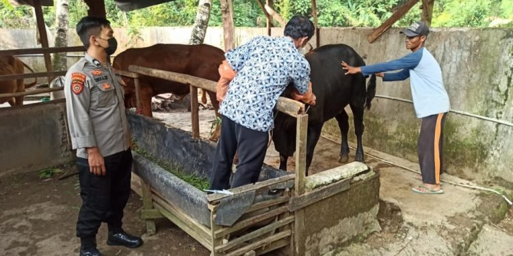 Kanit Sabhara polsek Muncang polres lebak Aipda Deni kunia beserta 2 anggota Melaksanakan pengecekan hewan ternak antisipasi (PMK) Penyakit Mulut dan Kuku