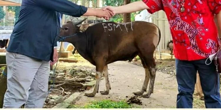 Paguyuban Masyarakat Tionghoa PSMTI “Sumbangkan 7 Ekor Sapi Kurban Ke Masjid Istiqlal