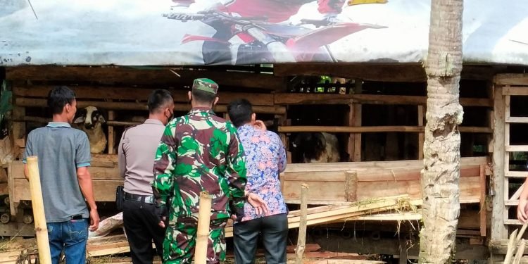 Anggota Polsek Cipanas Polres Lebak,KSPKT Beserta Babinsa Mendampingi Petugas Dinas Peternakan Sambangi Peternak Antisipasi (PMK) Penyakit Mulut dan Kuku