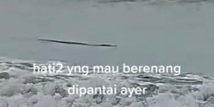 Penampakan Buaya Gegerkan Warga Di Pantai Anyer, Ini Kata Kapolsek Cinangka Polres Cilegon