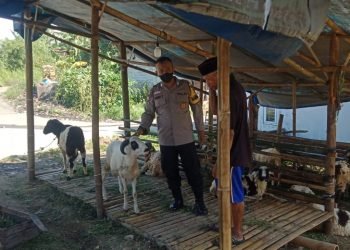 Antisipasi Penularan Penyakit Mulut Dan Kuku Pada Hewan, Bhabinkamtibmas Polsek Baros Polresta Serkot monitoring Hewan Ternak