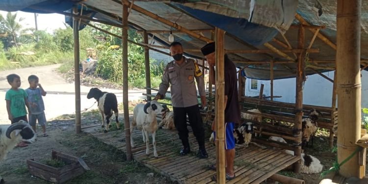 Antisipasi Penularan Penyakit Mulut Dan Kuku Pada Hewan, Bhabinkamtibmas Polsek Baros Polresta Serkot monitoring Hewan Ternak