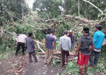 Pohon Tumbang Ke Jalan Raya, Personil Polsek Baros Polresta Serkot Bersama Bhabinkamtibmas Langsung Ke TKP