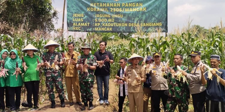 Panen Raya jagung Pulut Ungu, Kapolsek Mancak Polres Cilegon Polda Banten Dampingi Rombongan Kodim Cilegon.