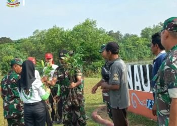 TNI Peduli Kelestarian Alam dan Lingkungan  Koramil 0313 Malingping Kodim 0603 Lebak Tanam  Pohon Mangrove