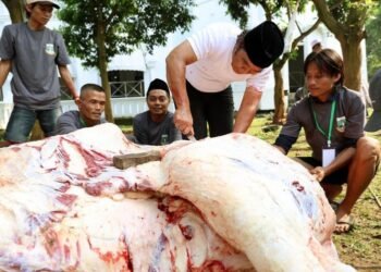 Pj  Gubernur Banten Al Muktabar Sembelih Sapi Kurban Bantuan Presiden Jokowi
