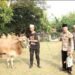 Polres Cilegon  Melaksanakan Pemotongan Hewan Kurban Idul Adha 1445 H