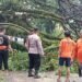 Hujan Deras Disertai Angin di Rangkasbitung Mengakibatkan Pohon Pohon Tumbang di Jalan Hadiwinangun