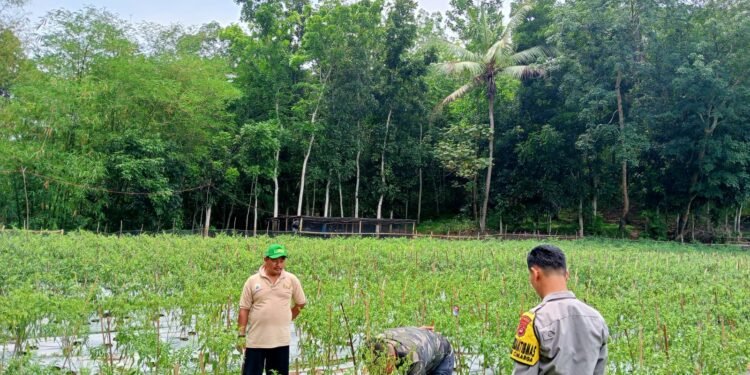 Bhabinkamtibmas Polsek Cimarga Polres Lebak Berikan Motivasi Kepada Kelompok Tani Desa Sudamanik