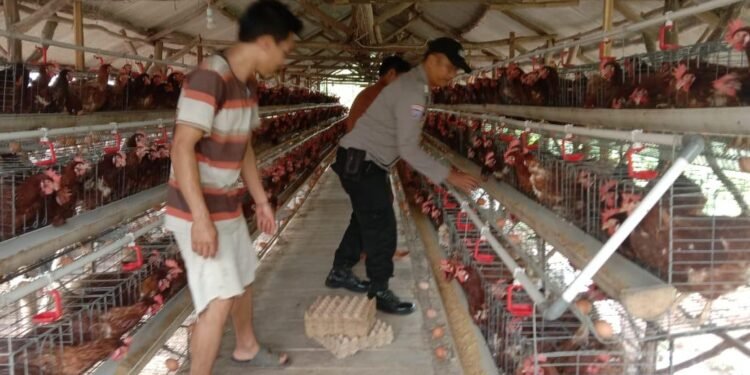 Kelompok Tani Satukan Kekuatan Memelihara Ayam Telor