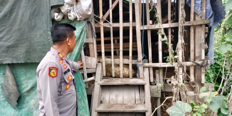 Dukung Program Swasembada Pangan Dan Poliran Kapolsek Cimarga Beserta Bhabinkamtibmas Polsek Cimarga Cek Ternak Kambing