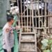 Dukung Program Swasembada Pangan Dan Poliran Kapolsek Cimarga Beserta Bhabinkamtibmas Polsek Cimarga Cek Ternak Kambing