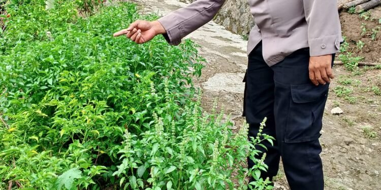 Mendukung Program Swasembada Pangan Dan Poliran Kapolsek Cimarga beserta Bhabinkamtibmas Polsek Cimarga Cek Tanaman Cabe
