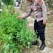 Mendukung Program Swasembada Pangan Dan Poliran Kapolsek Cimarga beserta Bhabinkamtibmas Polsek Cimarga Cek Tanaman Cabe