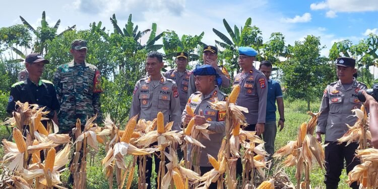 Kaoolres Serang Panen Jagung ProgramKetahananPangan Didesa Pudar Pamarayan