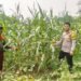 Polri Dorong Ketahanan Pangan Nasional melalui Pemantauan Lahan Pekarangan Warga