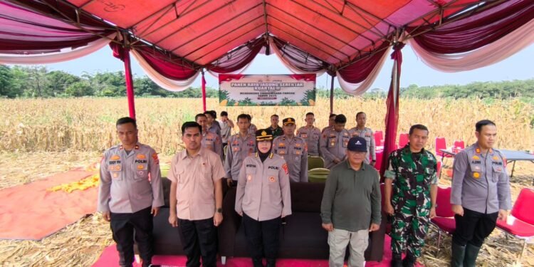 Kelompok Tani Sumber Harapan bersama Polres Lebak Berhasil Panen Raya Kwartal 2 Th. 2025