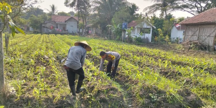 Bentuk Dukungan Program Ketahan Pangan Nasional Anggota Polsek Balaraja Melaksanakan Pengecekan dan Pendataan  Lahan Warga Binaan Bidang Ketahanan pangan (Jagung) di Wilayah