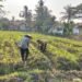 Bentuk Dukungan Program Ketahan Pangan Nasional Anggota Polsek Balaraja Melaksanakan Pengecekan dan Pendataan  Lahan Warga Binaan Bidang Ketahanan pangan (Jagung) di Wilayah