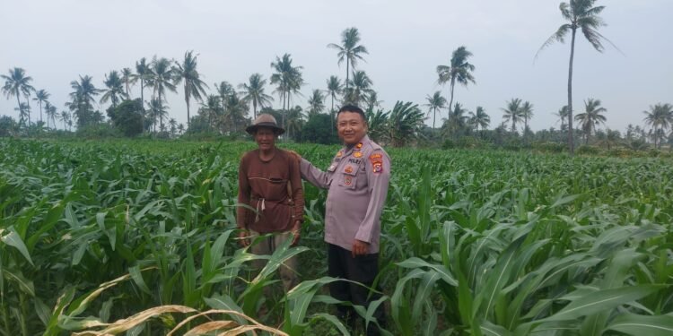 Kanit Binmas Bersama Bhabinkamtibmas Desa Wanakarta  Rutin Melaksanakan Pendampingan Perawatan Tanaman Jagung