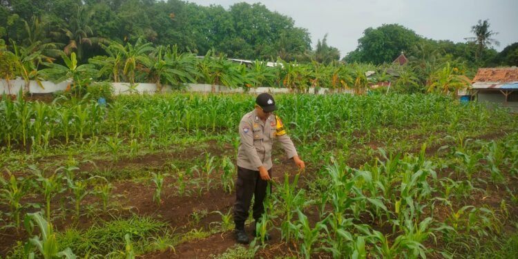 Pantau Lahan Jagung Pok Tani  Matahari Kecamatan.puloampel Desa Puloampel Oleh Bhabinkamtibmas Polsek Puloampel