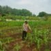 Pantau Lahan Jagung Pok Tani  Matahari Kecamatan.puloampel Desa Puloampel Oleh Bhabinkamtibmas Polsek Puloampel