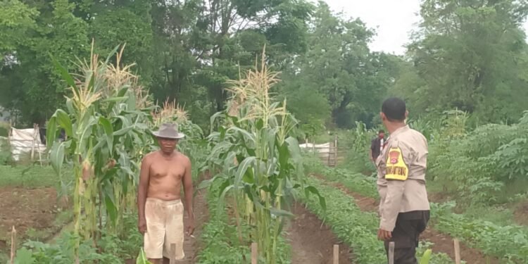 Pemanfaatan Lahan Pekarangan Bidang Ketahanan Pangan Polsek Pasar Kemis