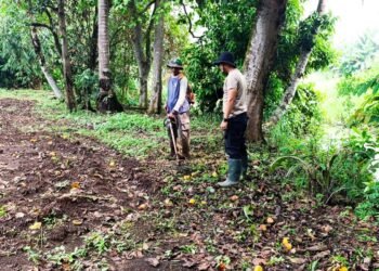 Polsek Cikupa Garap Lahan Tanam Jagung di Desa Pasir Jaya