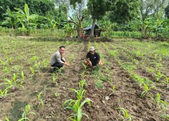 Bhabinkmatibmas Polsek Puloampel Pantau Lahan Jagung Pok Tani Sinar Jaya Desa sumuranja