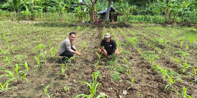 Bhabinkmatibmas Polsek Puloampel Pantau Lahan Jagung Pok Tani Sinar Jaya Desa sumuranja