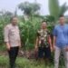 Kanit Binmas Polsek Cimarga Polres Lebak Cek Tanaman Jagung Dalam Rangka Mendukung Program Ketapang