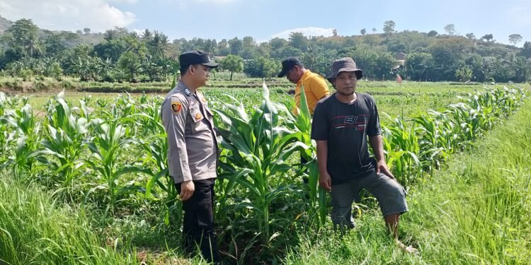 Bhabinkmatibmas Polsek Puloampel Pantau Lahan Jagung pok tani   Sinarjaya Kecamatan Puloampel Desa Sumranja