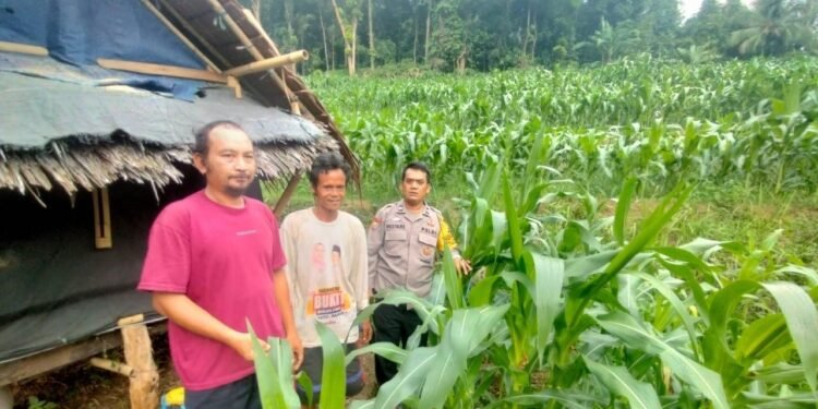 Bhabinkamtibmas Melaksanakan Monitoring Lahan Petani jagung di wilayah Desa binaanya