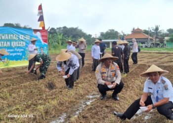 Kapolsek Kresek dampingi Kapolresta Tangerang Tanam Jagung di Desa Talok