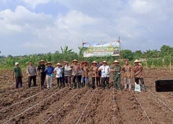 Kapolsek Pasar Kemis Bersama Forkopimcam Tanam Jagung Serentak Kuartal III, Dukung Ketahanan Pangan Nasional