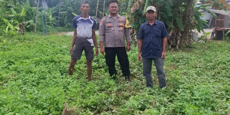 Bhabinkamtibmas Talaga Tinjau Lahan Ketahanan Pangan Milik Warga