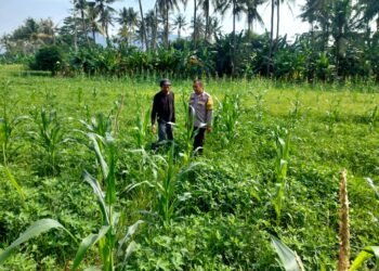 Anggota Bhabinkamtibmas Desa Bojonegara Monitoring Penanaman Jagung