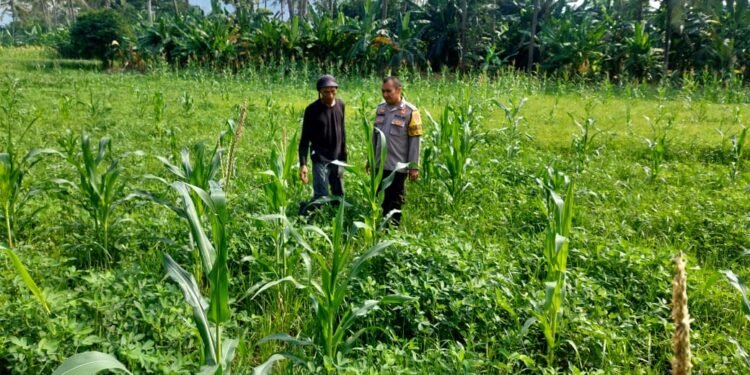 Anggota Bhabinkamtibmas Desa Bojonegara Monitoring Penanaman Jagung