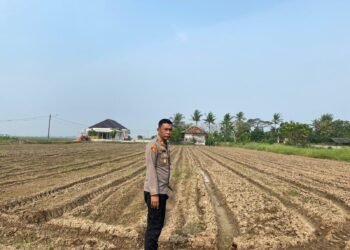 Kapolsek Kronjo Pantau Lahan Jagung 1,5 Hektare Dukung Program Ketahanan Pangan