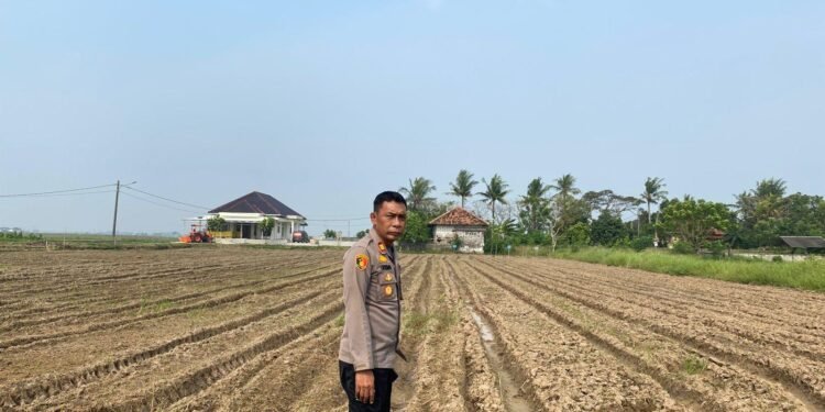 Kapolsek Kronjo Pantau Lahan Jagung 1,5 Hektare Dukung Program Ketahanan Pangan