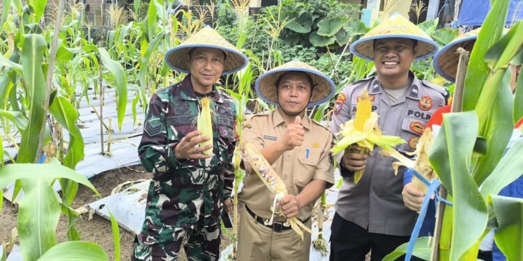 Mewujudkan Ketahanan Pangan, Polsek Pulomerak Bersama Petani Gerem Laksanakan Panen raya