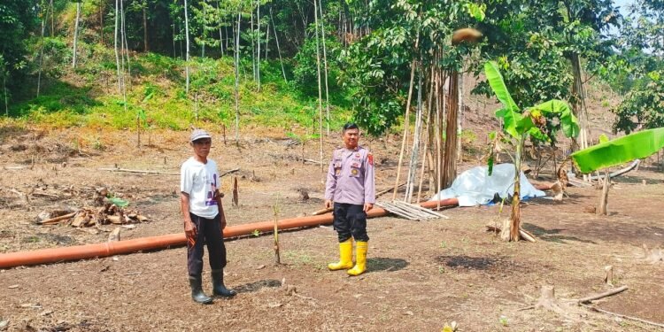 Semangat, Kapolsek Cimarga Polres Lebak Aktif Lakukan Pengecekan Lahan Pangan Yang Akan Ditanami Jagung Hibrida