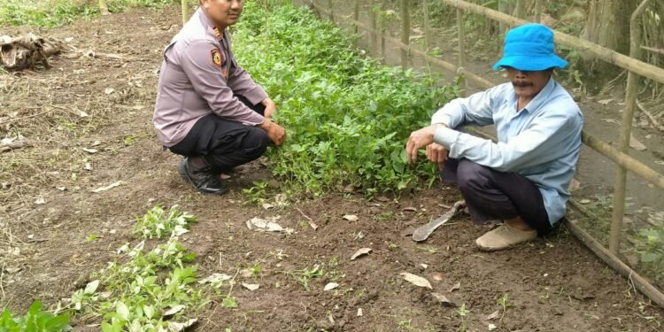 Sinergi Polisi dan Petani, Kapolsek Cimarga Polres Lebak Berdialog Dengan Petani Untuk Pangan Dan Keamanan