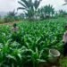 Kapolsek Lebakgedong Polres Lebak Lakukan Pengecekan Pertumbuhan Jagung Hibrida Di Desa Lebakgedong Kec. Lebak gedong