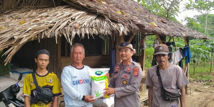 Giat Penananaman Jagung Polsek Cimarga Polres Lebak Bersama Dengan Petani