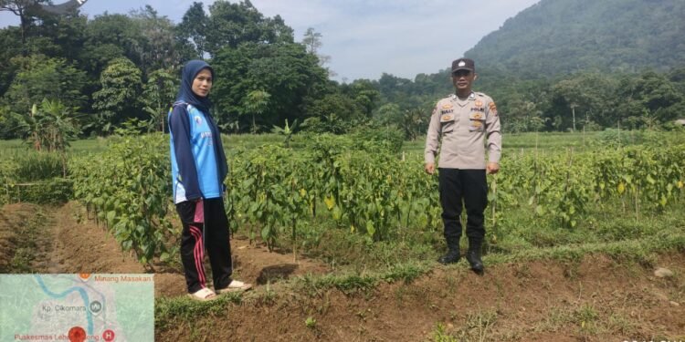 Dukung Program Ketapang,Bhabinkamtibmas Polsek Lebakgedong Polres Lebak Cek Kebun Cabe