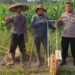 BHABINKAMTIBMAS DESA PEMATANG MONITORING LAHAN KETAHANAN PANGAN DI KAMPUNG BARU