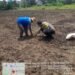 Polsek Kronjo Cek Lahan Jagung Program 1 Desa 2 Hektar